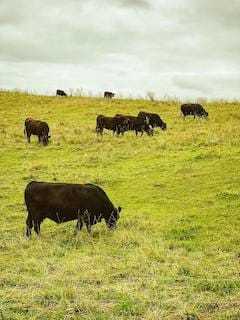 Live stock farming in Canada